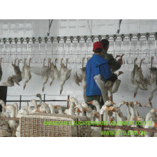 Goose Slaughter House Equipment for Chicken, Duck Halal Slaughrering